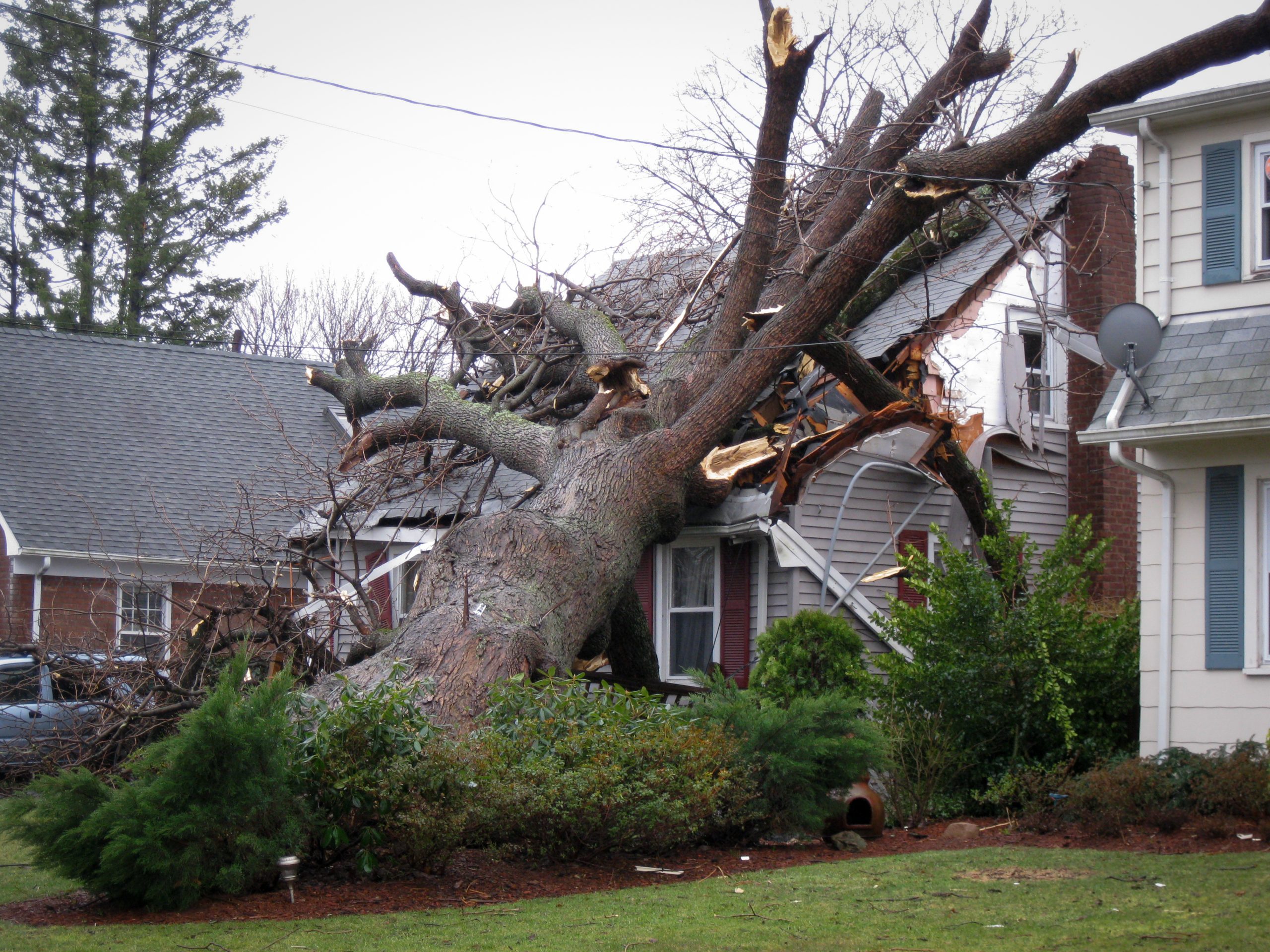 tree damaging home